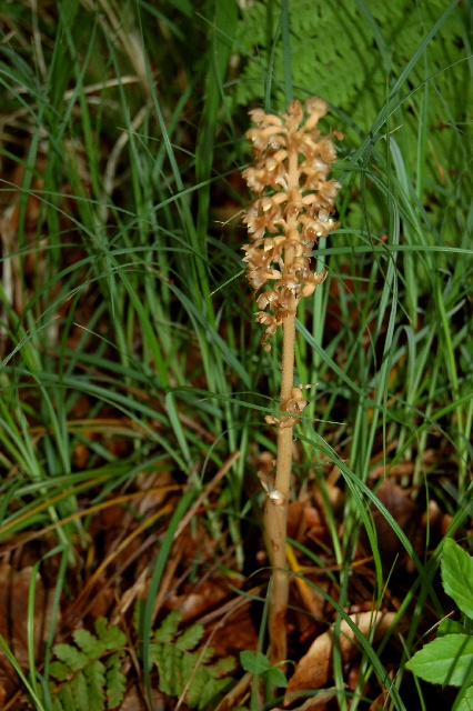 Neottia nidus-avis